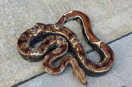 SP-IMG-VPI-jungle-boa.jpeg