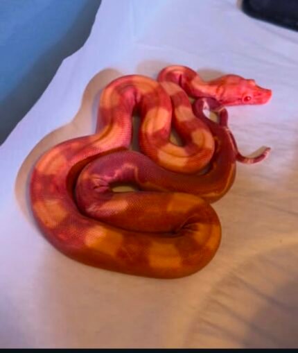 Sharp-blood-boa.jpeg