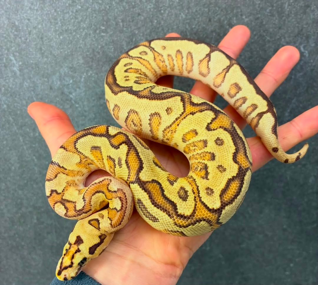 Spotnose Redsetrip Ench fire clown Spotnose-Redsetrip-Ench-fire-clown.jpeg