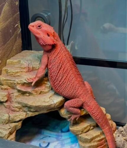 Stanky-the-red-dragon.jpeg
