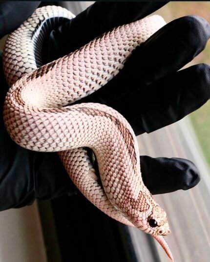 Stripped-super-het-sable-66-het-lavender-conda.jpeg