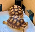 Sulcata-tortoise-2.jpeg