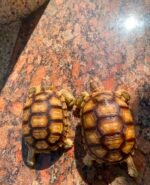 Sulcata-tortoise1.jpeg