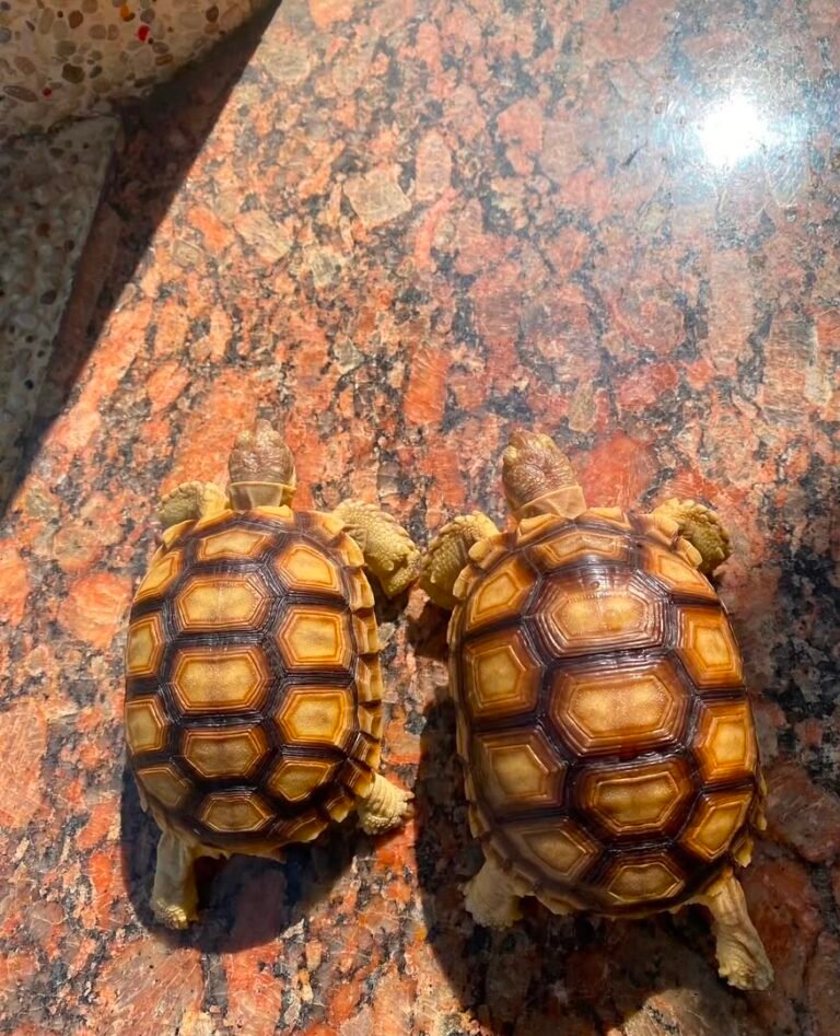 Sulcata-tortoise1.jpeg