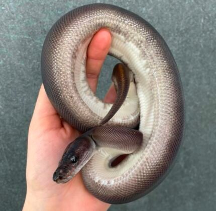 Super-Copper-cinnamon-het-piebald.jpeg
