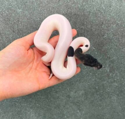 Super-copper-cinnamon-piebald.jpeg