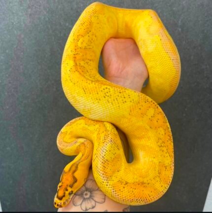 Super-gravel-OD-Enchi.jpeg