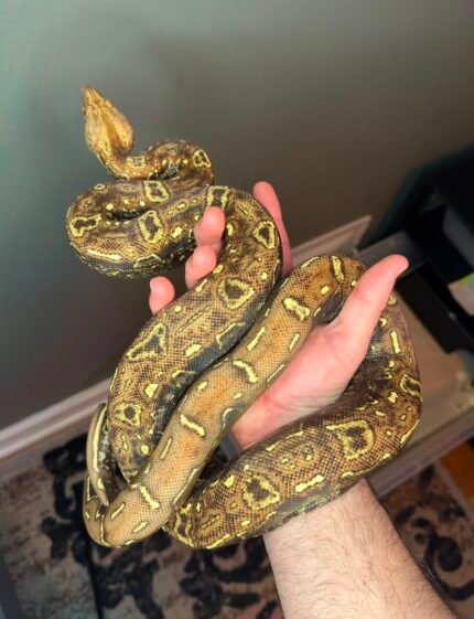VPI-IMG-poss-jungle-boa.jpeg