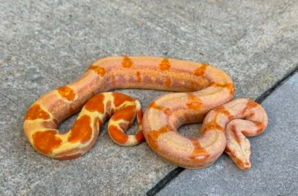 blue-line-purple-sharp-sun-glow-boa.jpeg