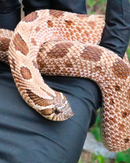 het-toffee-axanthic-sable-pos-het-coral-hognose.jpeg