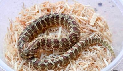 lG-colorblast-woma-66-het-albino.jpeg