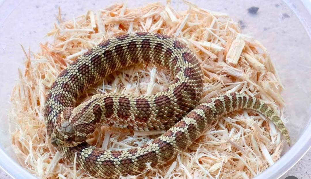 lG colorblast woma 66% het albino lG-colorblast-woma-66-het-albino.jpeg