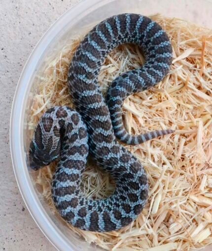 stormcloud-50-het-albino-conda.jpeg